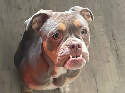 Old Tyme English Bulldog