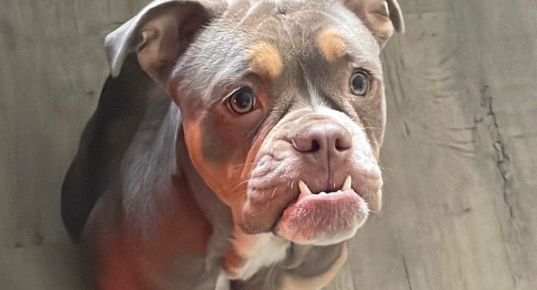 Old Tyme English Bulldog