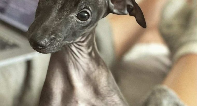 PRICE NEGOTIABLE ITALIAN GREYHOUND Γ°ΕΈββ