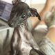 PRICE NEGOTIABLE ITALIAN GREYHOUND Γ°ΕΈββ
