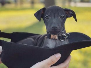 PRICE NEGOTIABLE ITALIAN GREYHOUND ðŸ’—