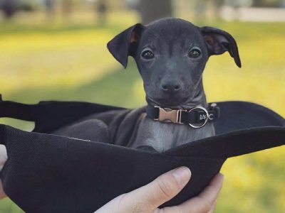 PRICE NEGOTIABLE ITALIAN GREYHOUND ðŸ’—