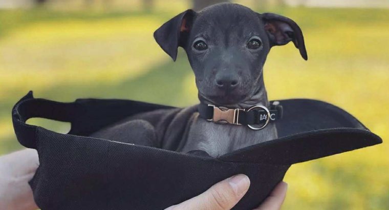 PRICE NEGOTIABLE ITALIAN GREYHOUND Γ°ΕΈββ