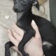 PRICE NEGOTIABLE ITALIAN GREYHOUND Γ°ΕΈββ
