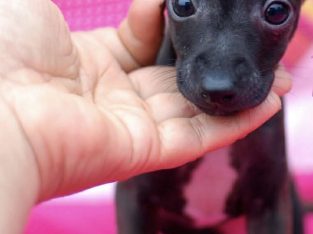 PRICE NEGOTIABLE ITALIAN GREYHOUND 💗