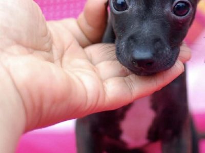 PRICE NEGOTIABLE ITALIAN GREYHOUND ðŸ’—