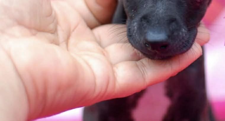 PRICE NEGOTIABLE ITALIAN GREYHOUND Γ°ΕΈββ