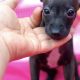 PRICE NEGOTIABLE ITALIAN GREYHOUND Γ°ΕΈββ