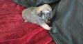 Pug puppies for sale €300