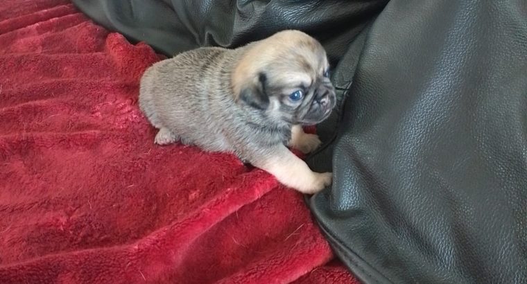 Pug puppies for sale €300