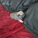 Pug puppies for sale €300