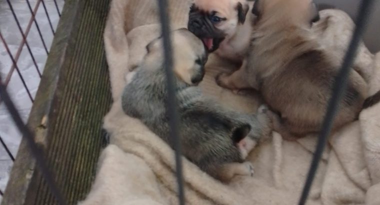 Pug puppies for sale €300