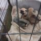 Pug puppies for sale €300