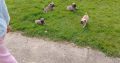 Pug puppies for sale €300