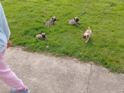 Pug puppies for sale €300