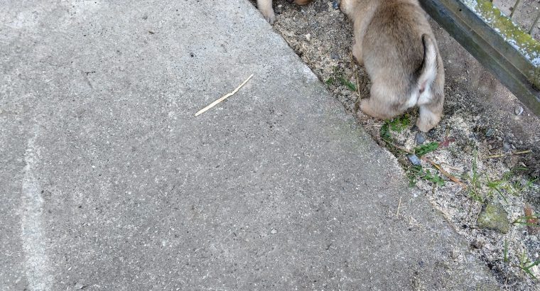 Pug puppies for sale €300