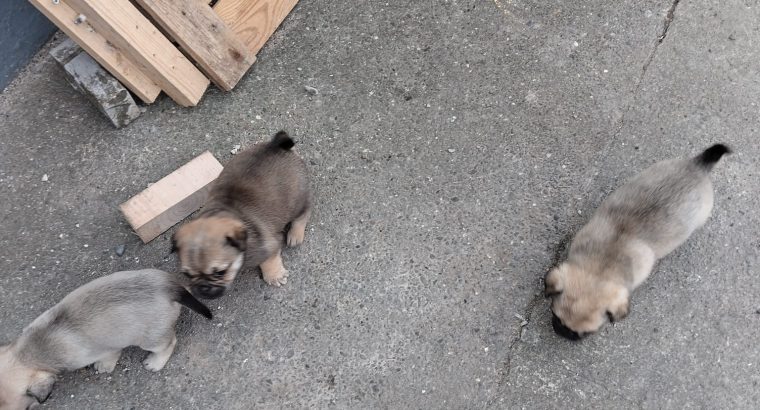 Pug puppies for sale €300