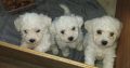 Bichon frise