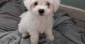 Bichon frise