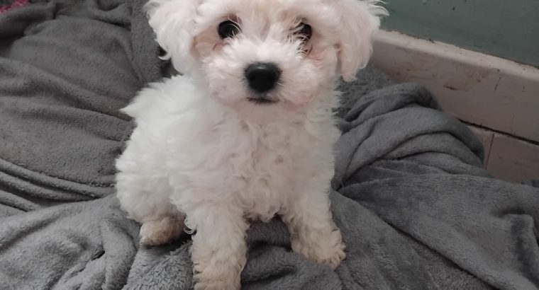 Bichon frise