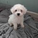 Bichon frise