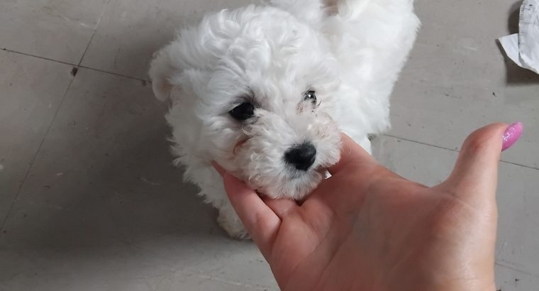 Bichon frise