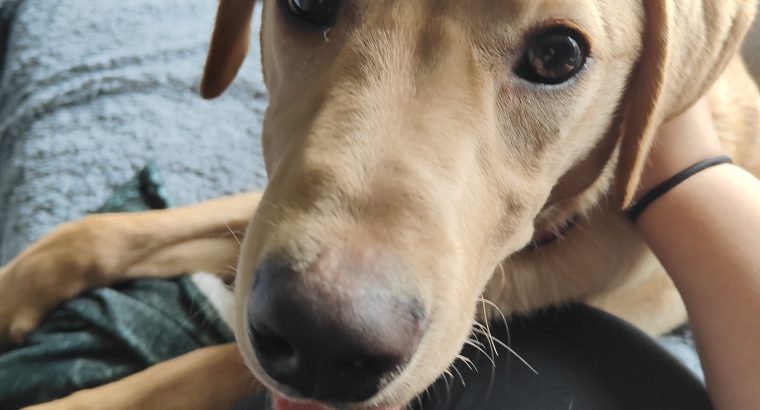 5 month old labrador