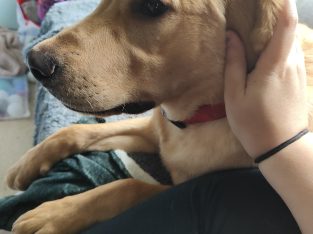 5 month old labrador