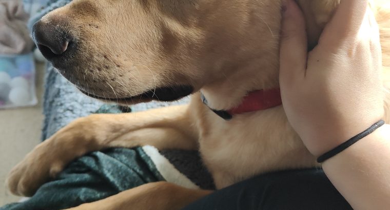 5 month old labrador