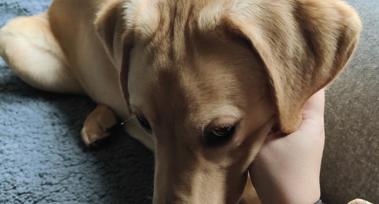 5 month old labrador