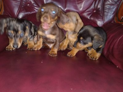 Dachshund Puppies for Sale in Portarlington