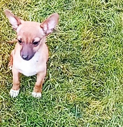 Female Chihuahua Mix Puppy – 6 Months Old