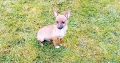 Female Chihuahua Mix Puppy – 6 Months Old
