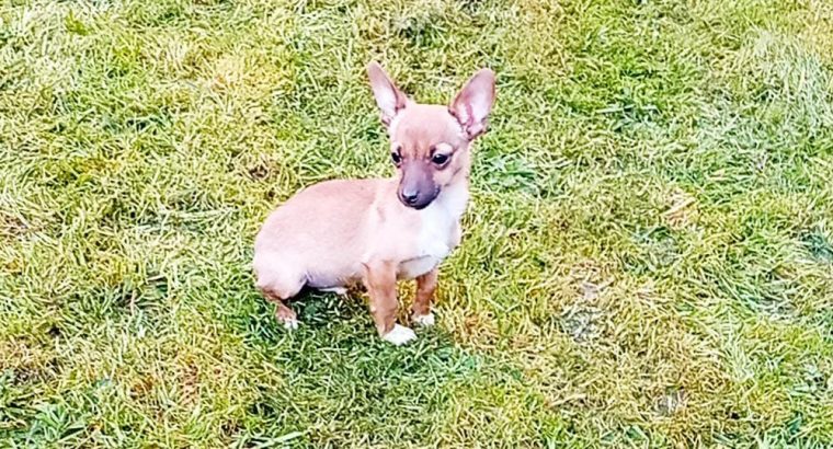 Female Chihuahua Mix Puppy – 6 Months Old