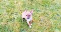 Female Chihuahua Mix Puppy – 6 Months Old
