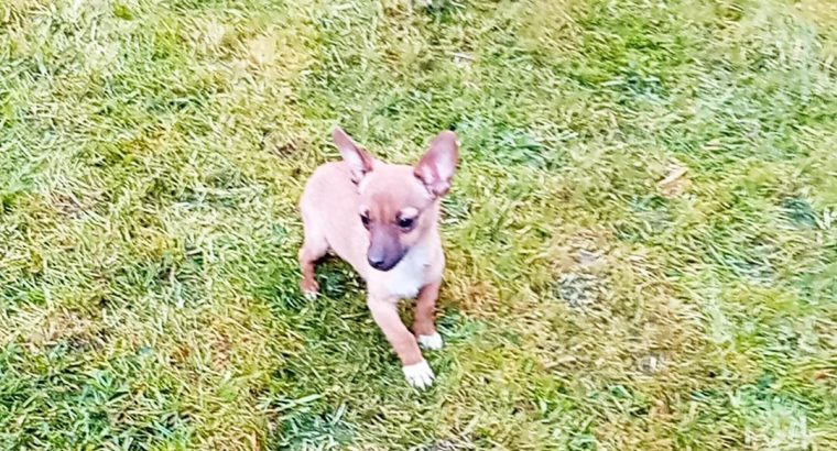 Female Chihuahua Mix Puppy – 6 Months Old