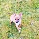 Female Chihuahua Mix Puppy – 6 Months Old