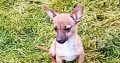 Female Chihuahua Mix Puppy – 6 Months Old