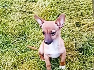 Female Chihuahua Mix Puppy – 6 Months Old