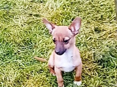 Female Chihuahua Mix Puppy – 6 Months Old