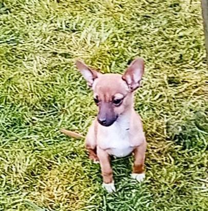 Female Chihuahua Mix Puppy – 6 Months Old
