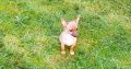 Female Chihuahua Mix Puppy – 6 Months Old
