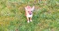 Female Chihuahua Mix Puppy – 6 Months Old