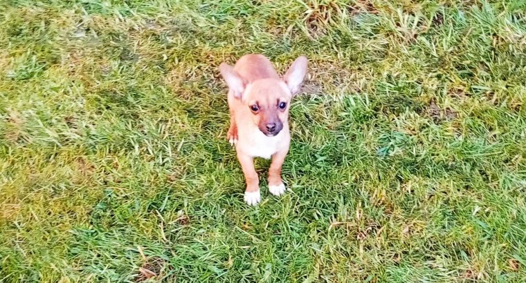 Female Chihuahua Mix Puppy – 6 Months Old