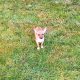 Female Chihuahua Mix Puppy – 6 Months Old