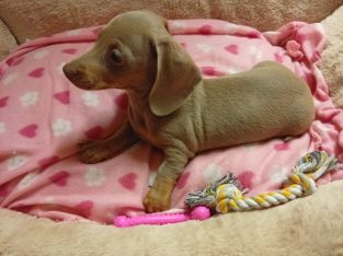 Miniature dachshund puppies