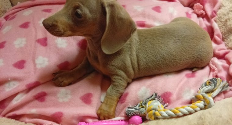 Miniature dachshund puppies