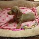 Miniature dachshund puppies
