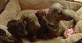 Miniature dachshund puppies
