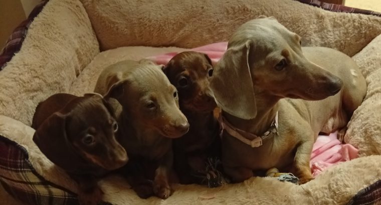 Miniature dachshund puppies
